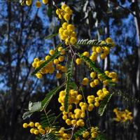 frosty wattle
